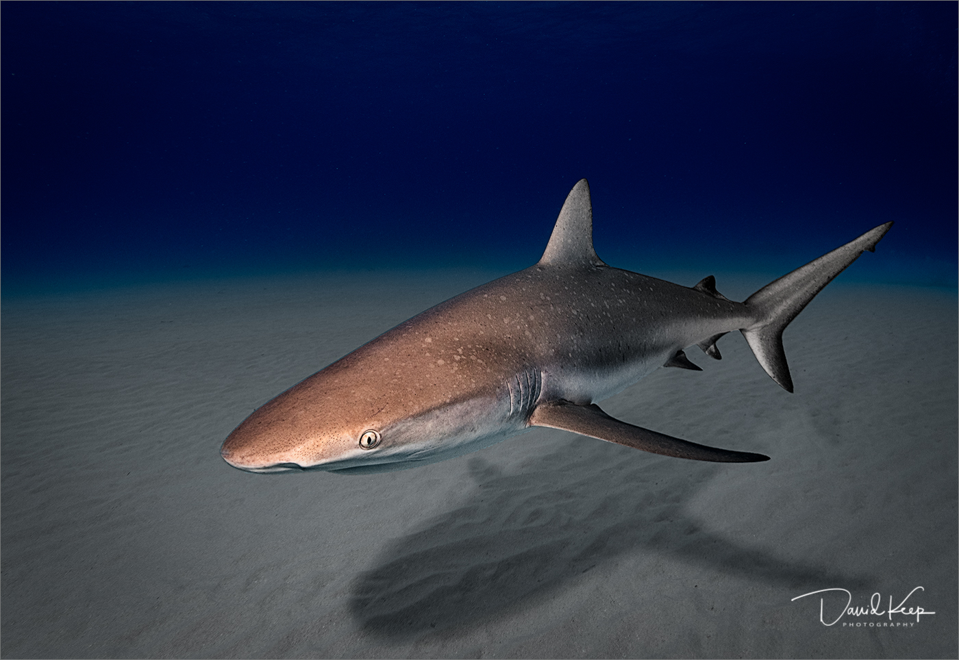 Caribbean Reef Shark