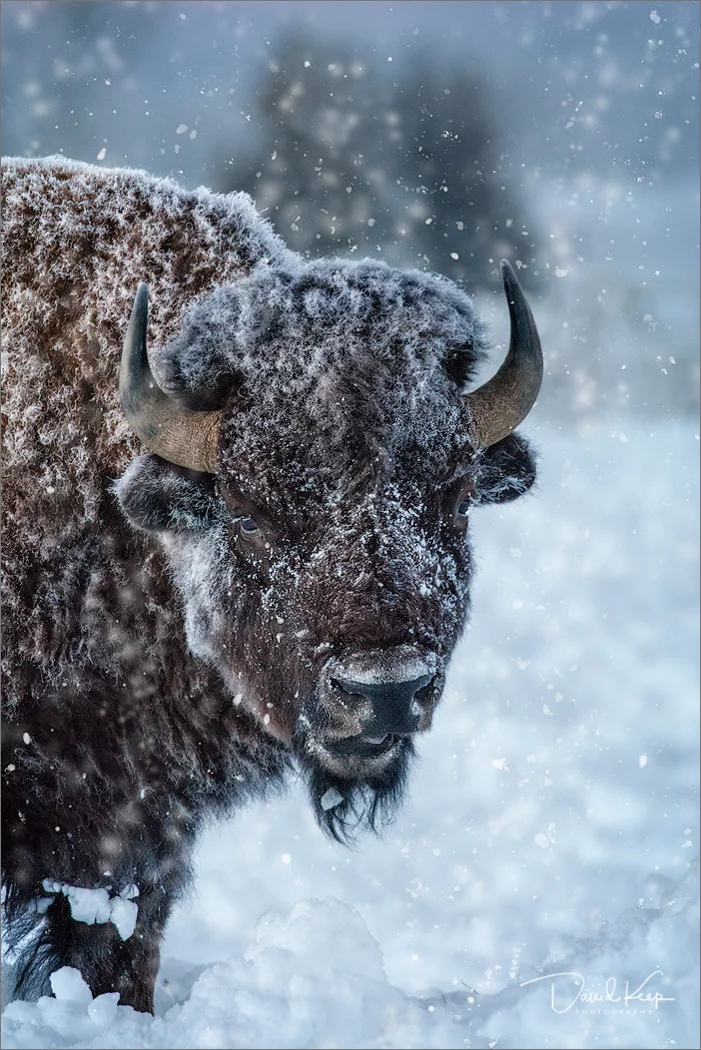 Bison