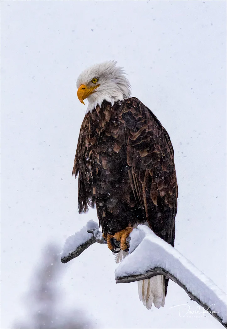 Bald Eagle