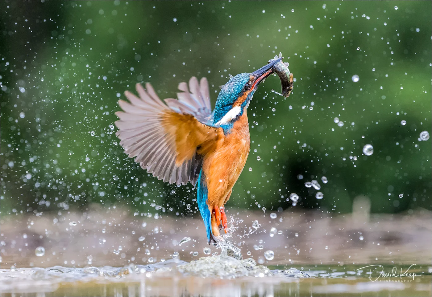 Kingfisher #3