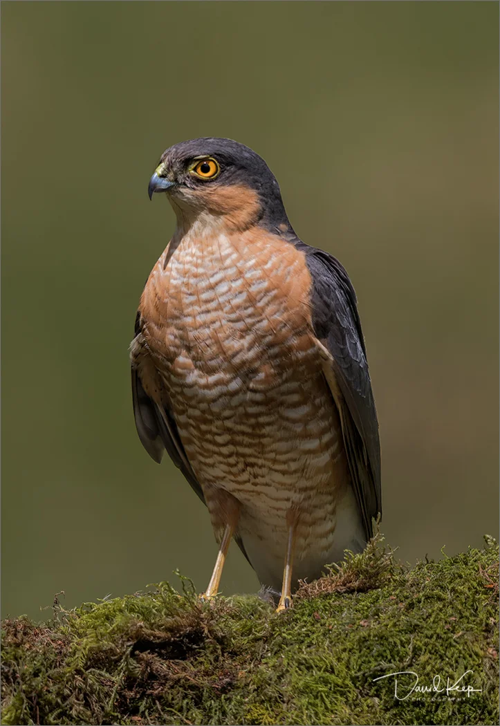 Sparrowhawk (AKA Max)