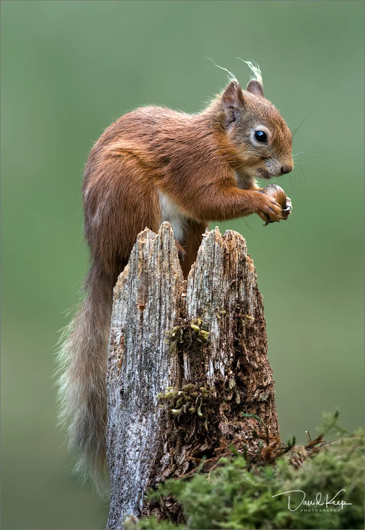 Red Squirrel