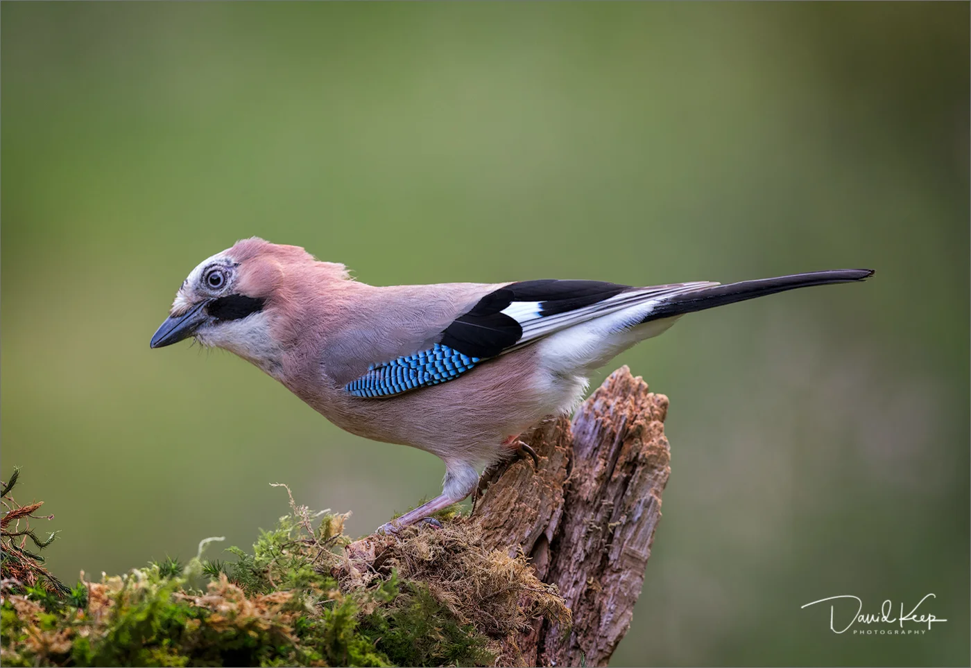 Jay