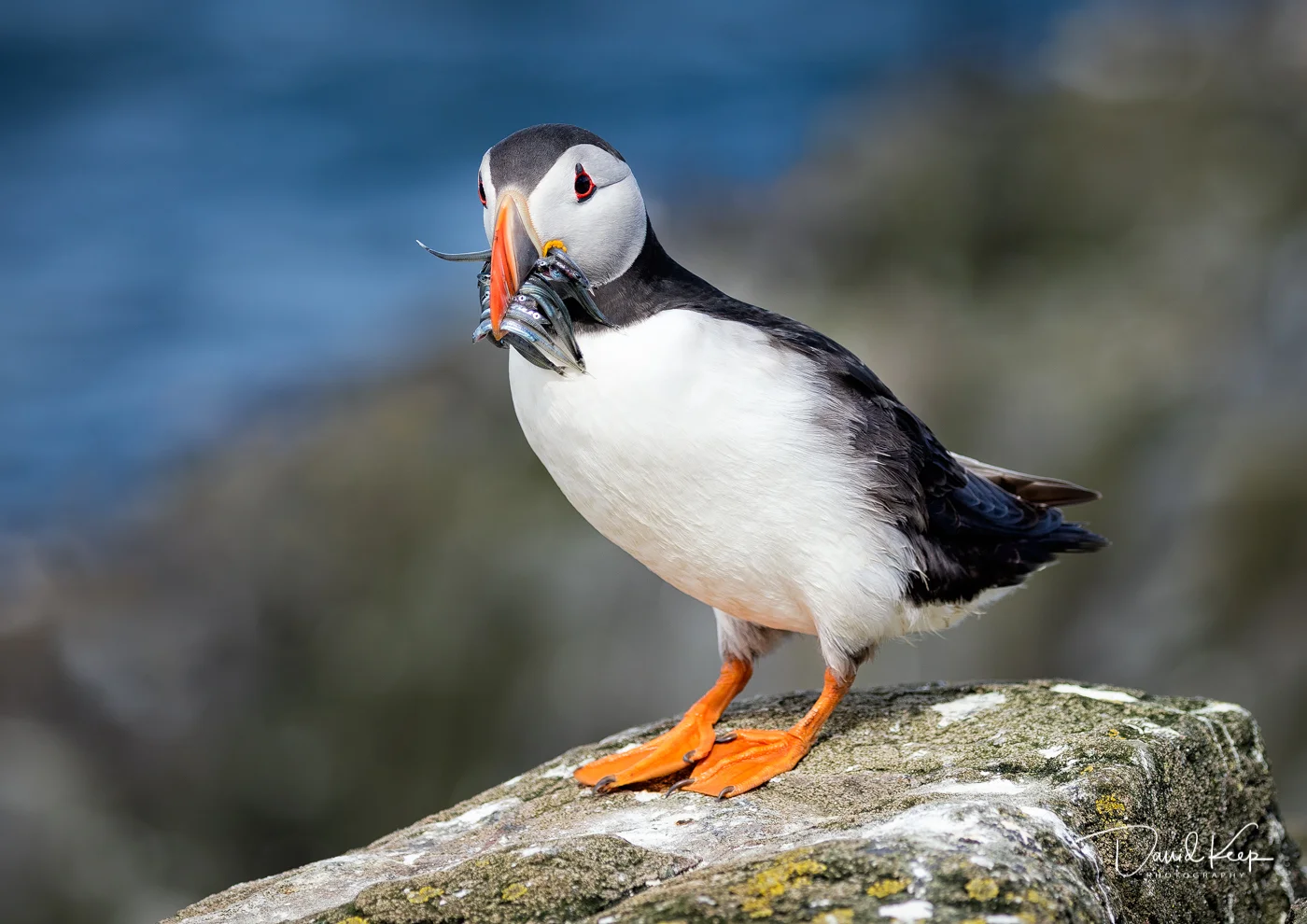 Atlantic Puffin