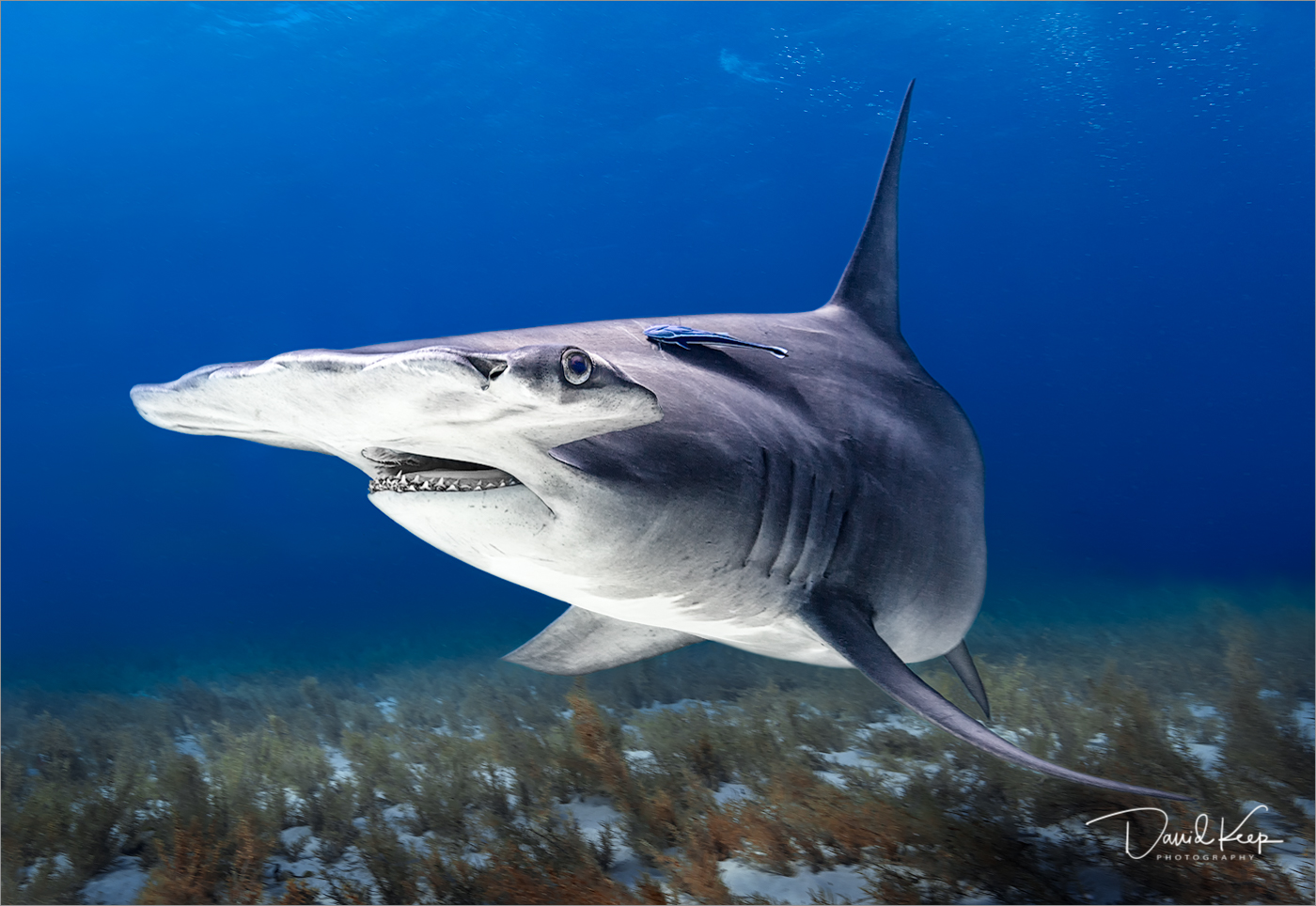 Great Hammerhead Shark