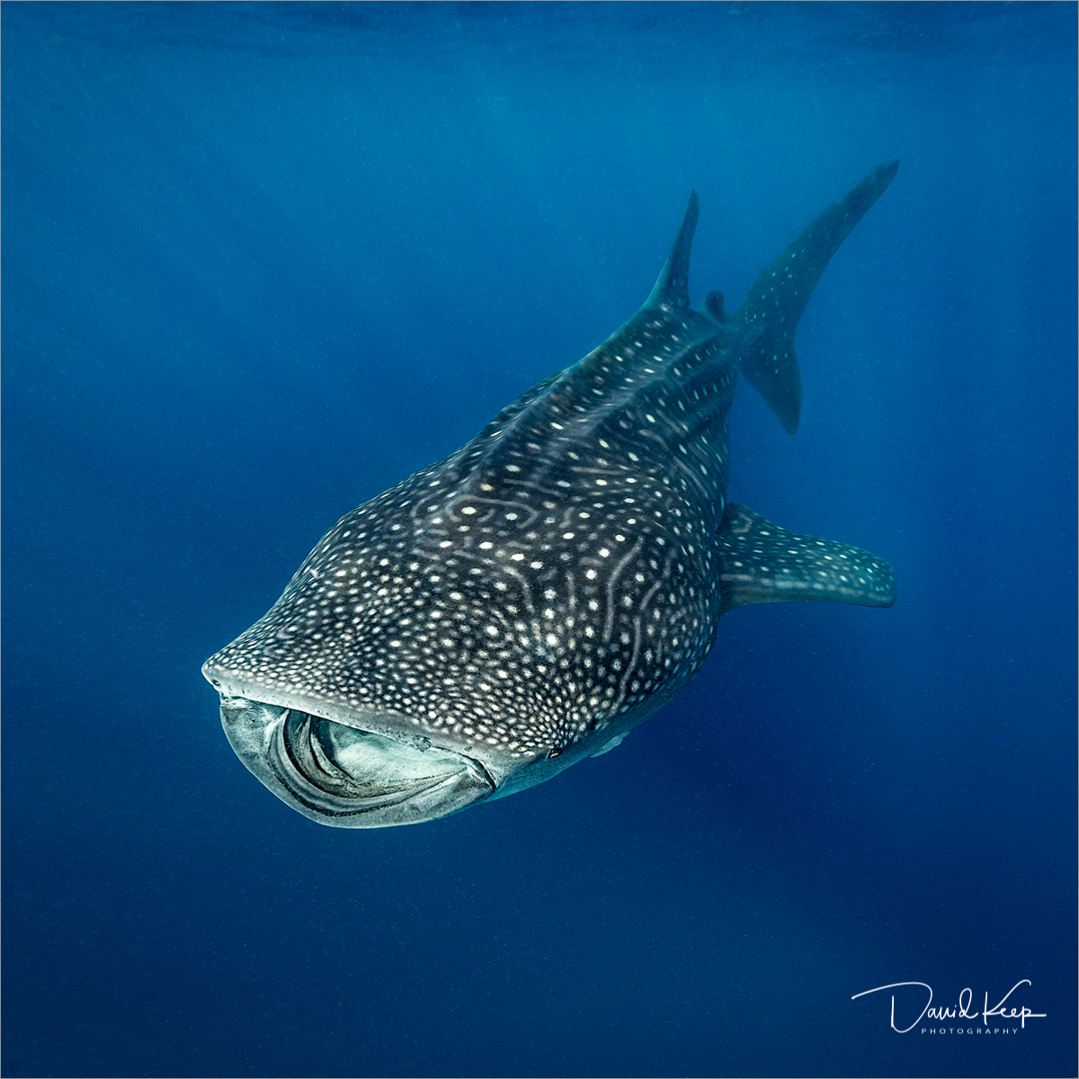 Whale Shark