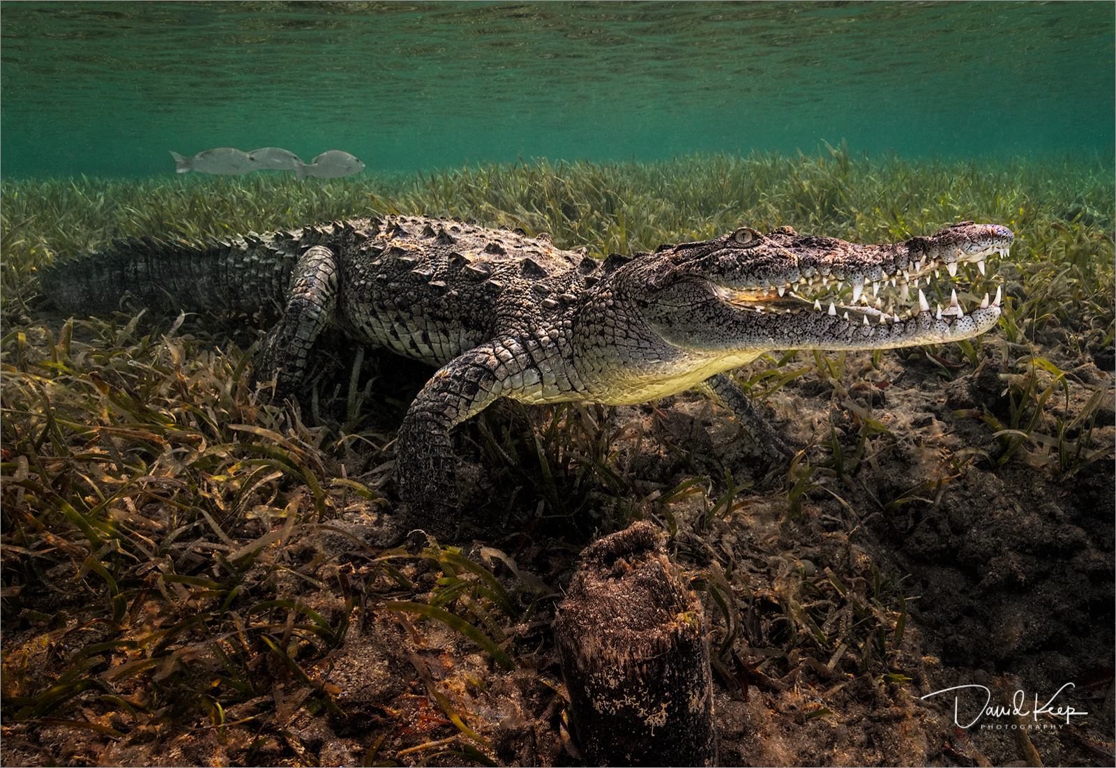 Cuban Crocodile