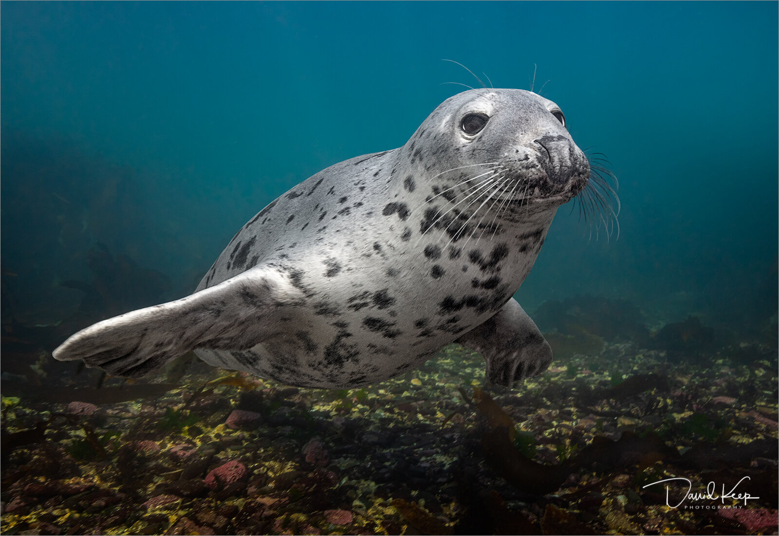 Grey Seal