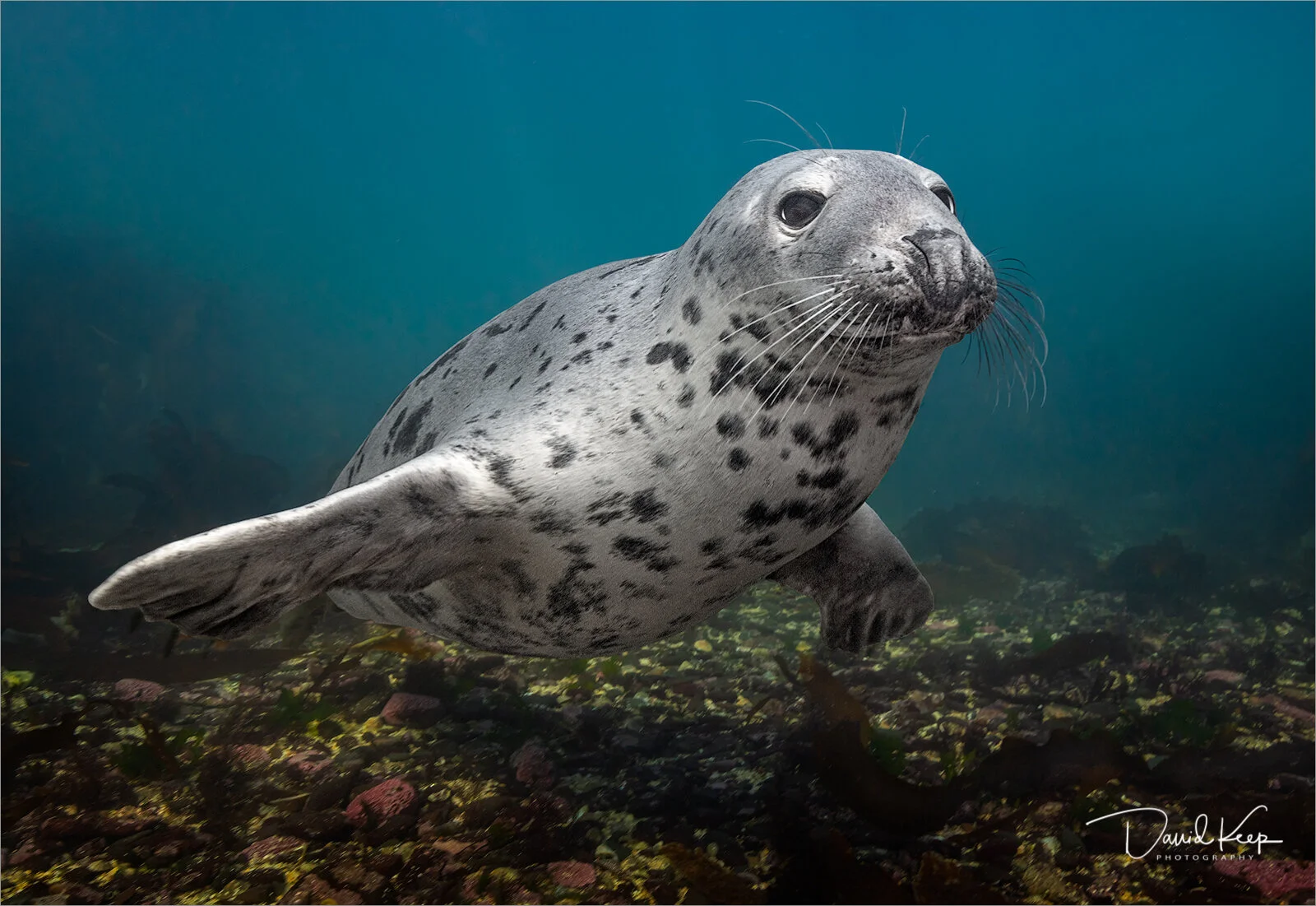 Atlantic Grey Seal