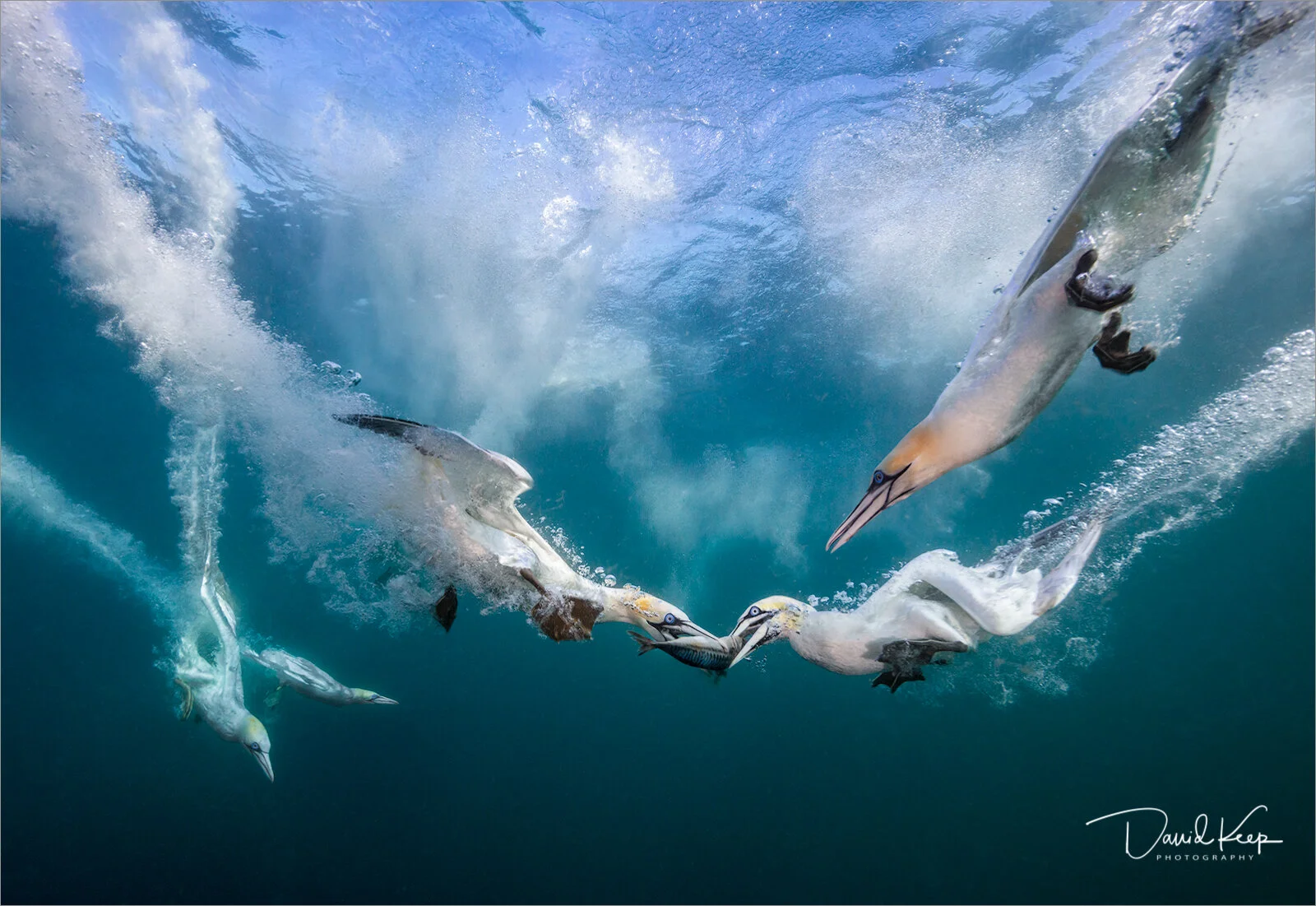 Diving Gannets, Shetland