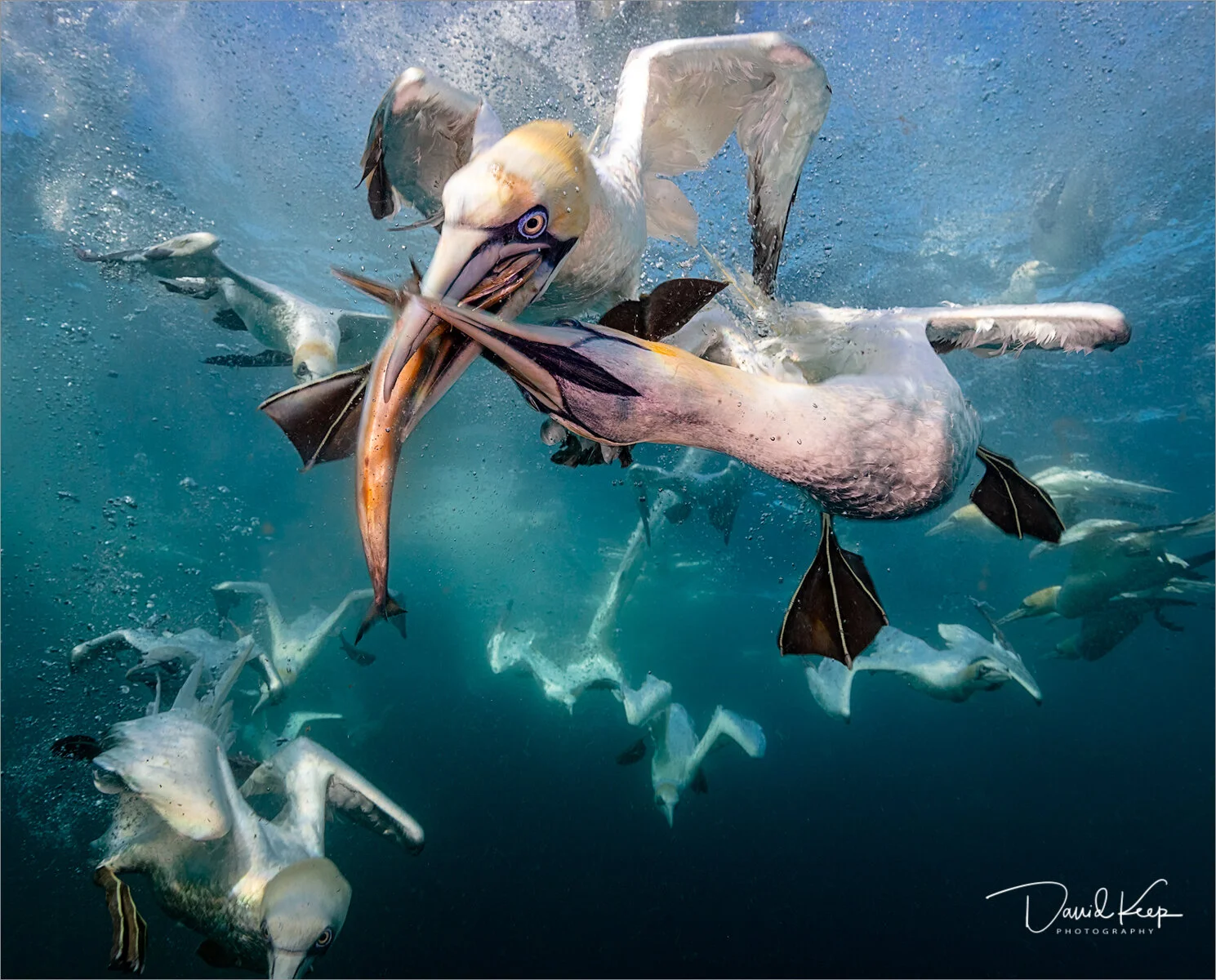 Diving Gannets