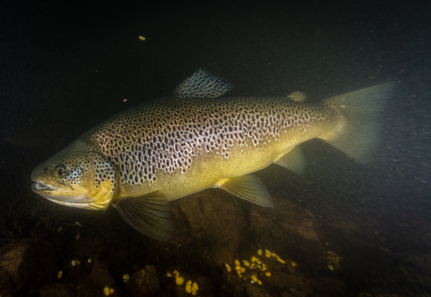 Wild Brown Trout