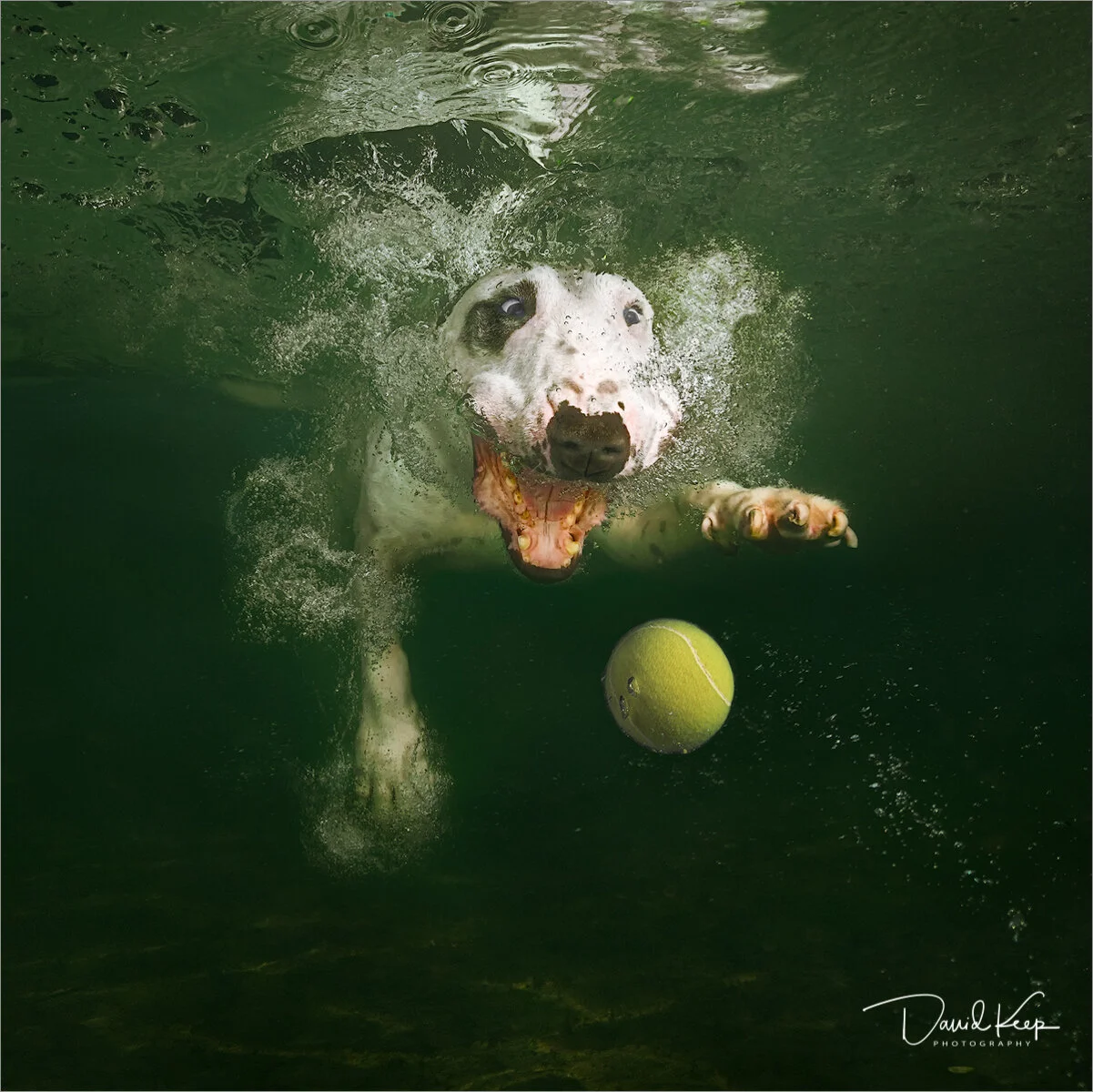 Thai the dog