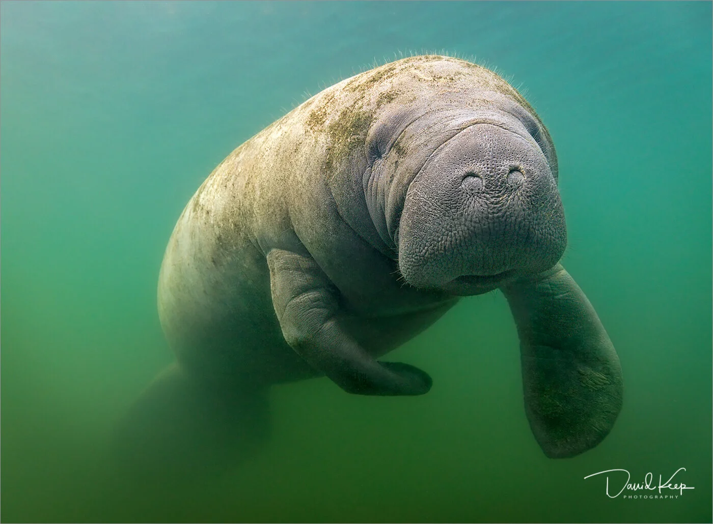 Manatee