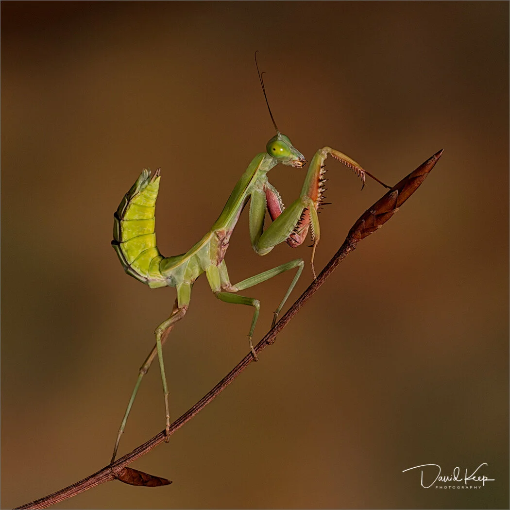 Giant Rainforest Mantis