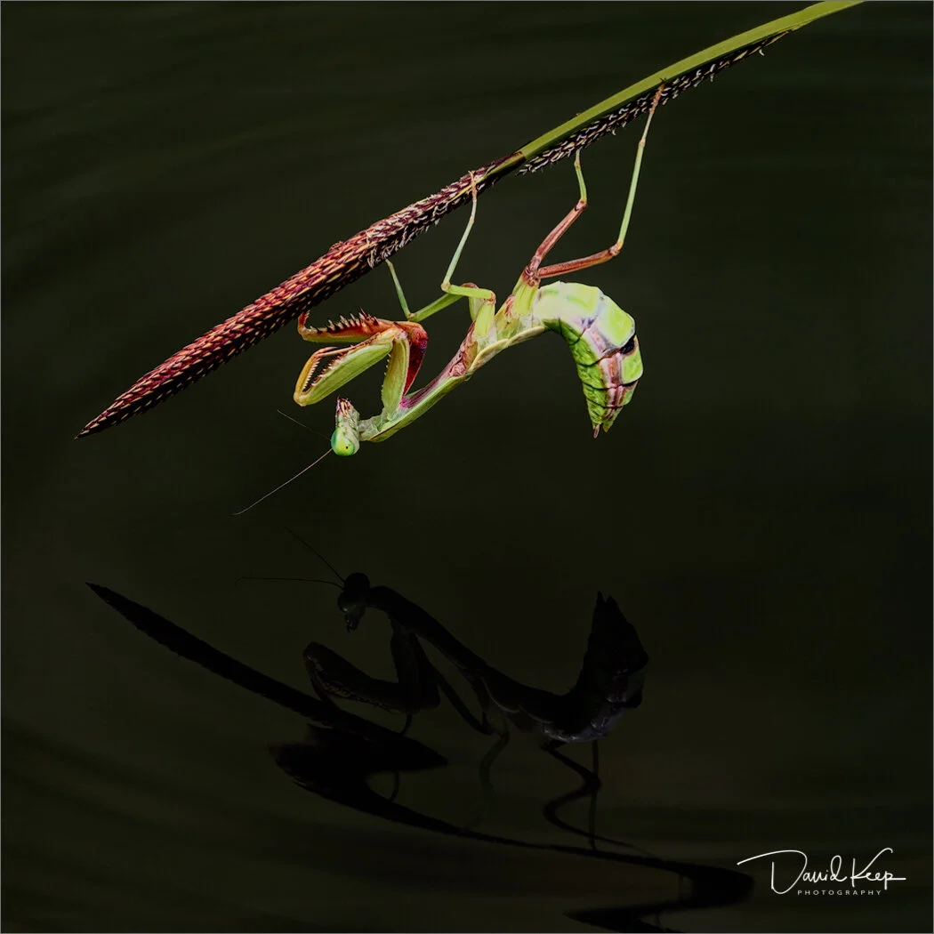 Giant Rainforest Mantis