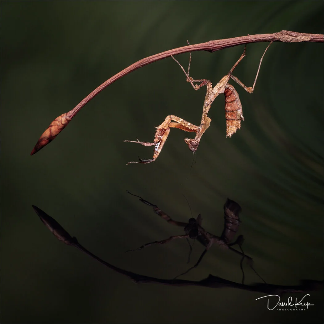Dead Leaf Mantis
