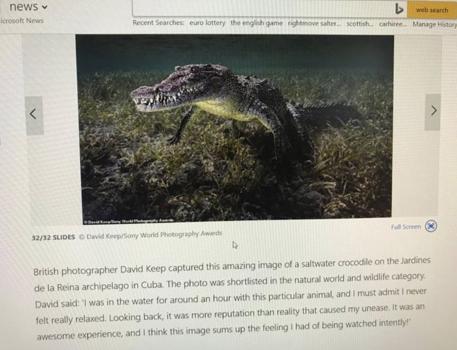 Crocodile.jpg