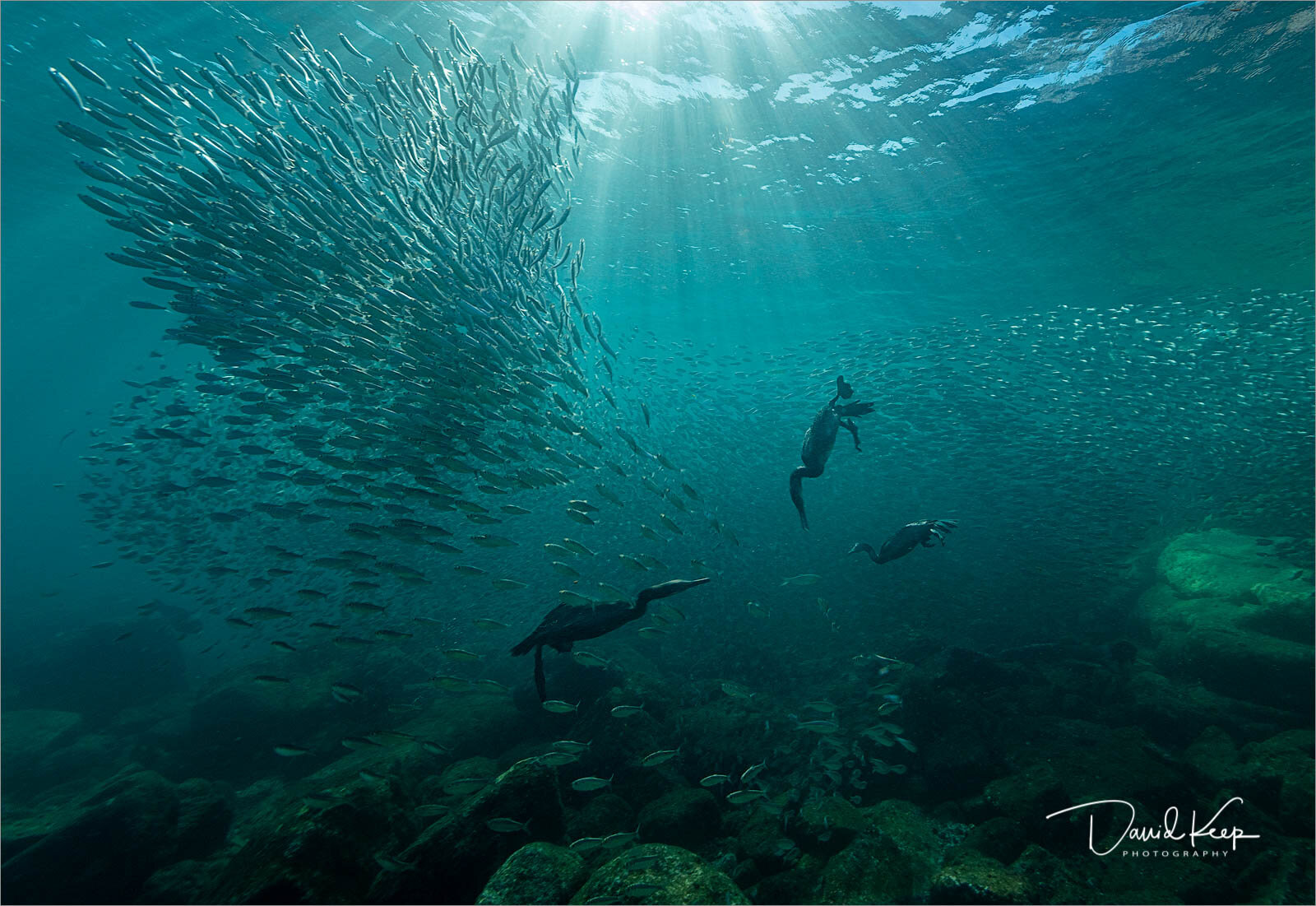 Cormorants Hunting in a Sardine Shoal, La Paz, Mexico