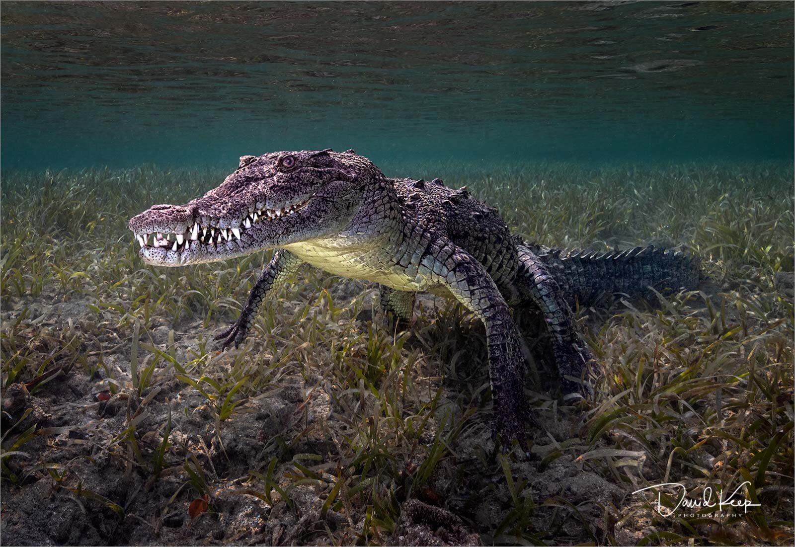 Saltwater Crocodile