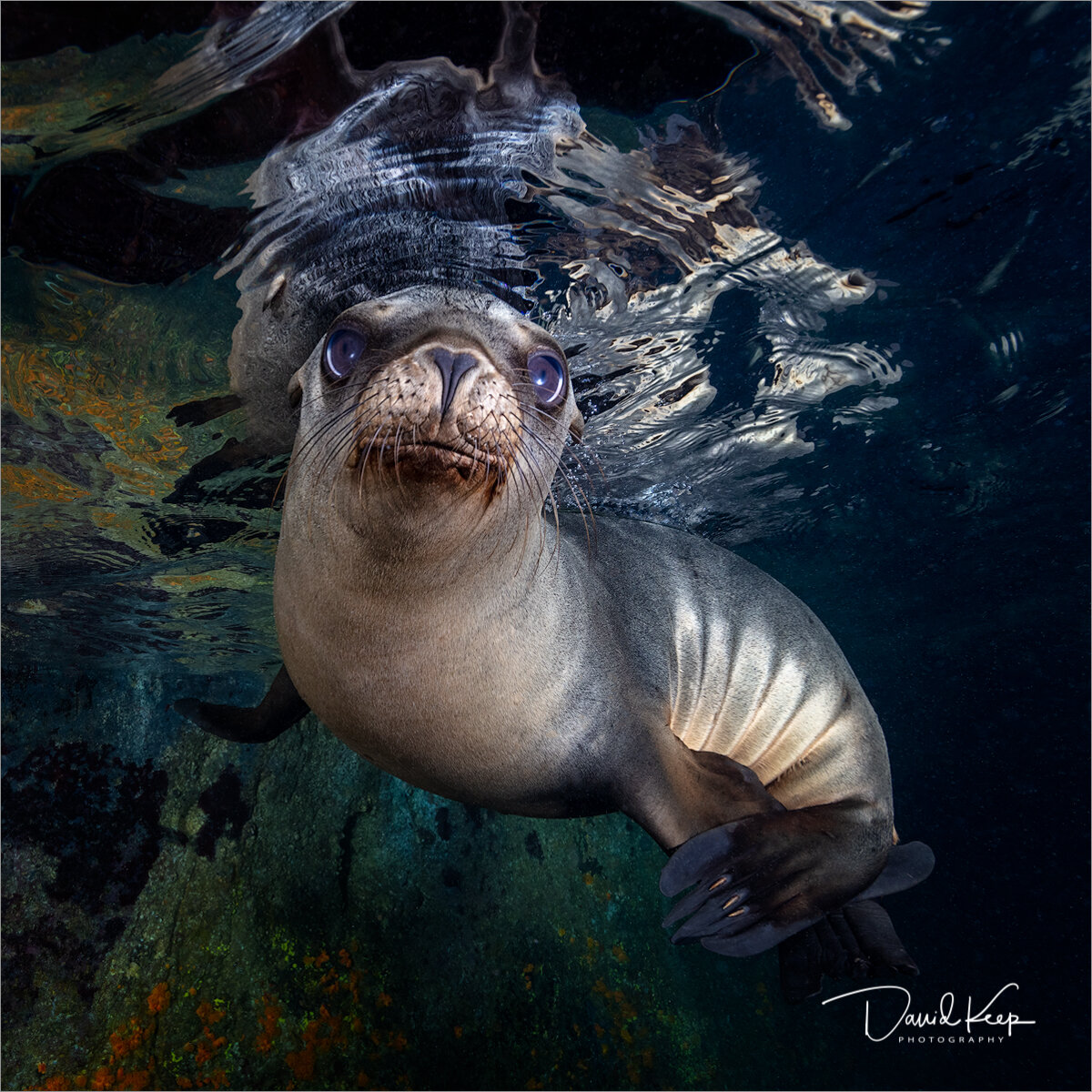 Sea Lion Pup