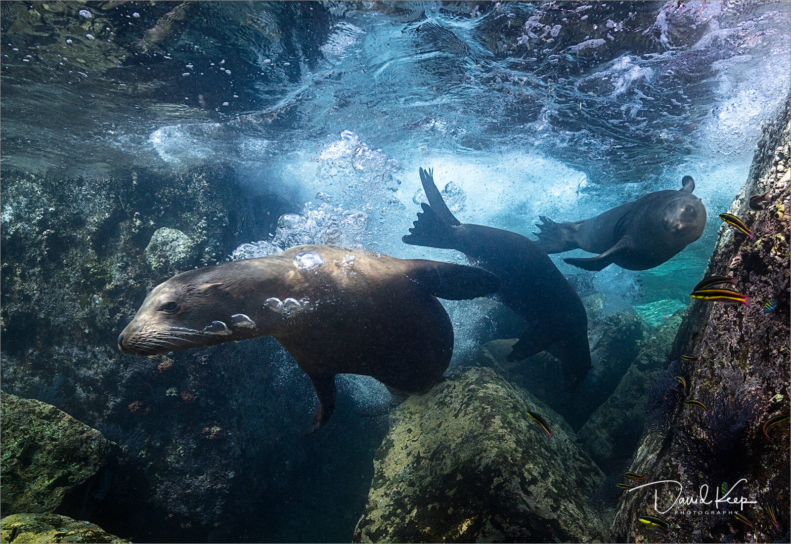 Sea Lions Surfing the Tide