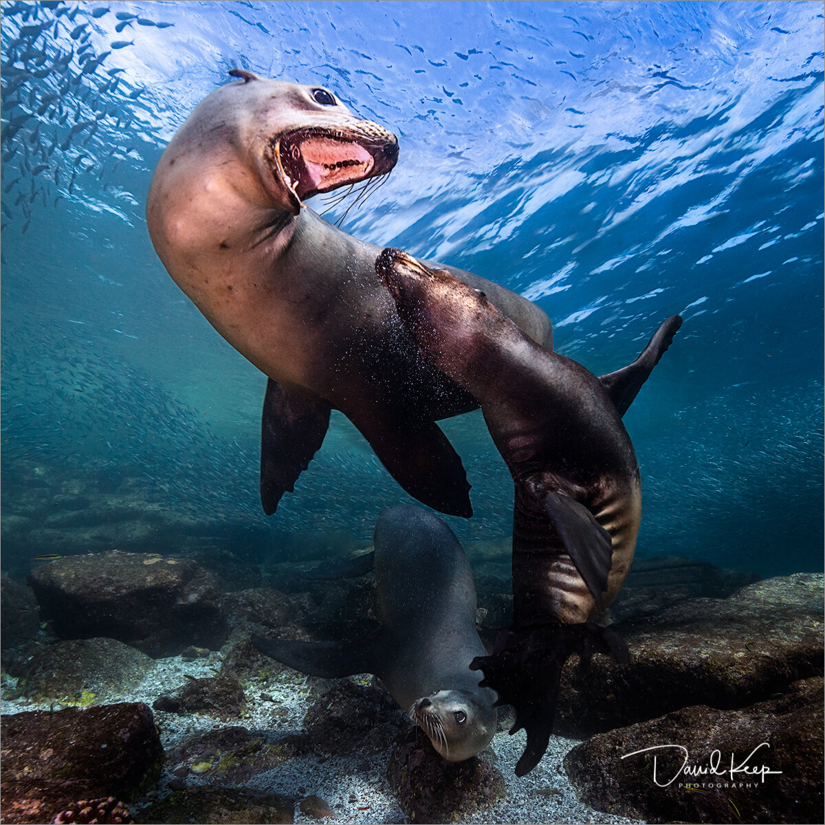 Sea Lions Play Fight