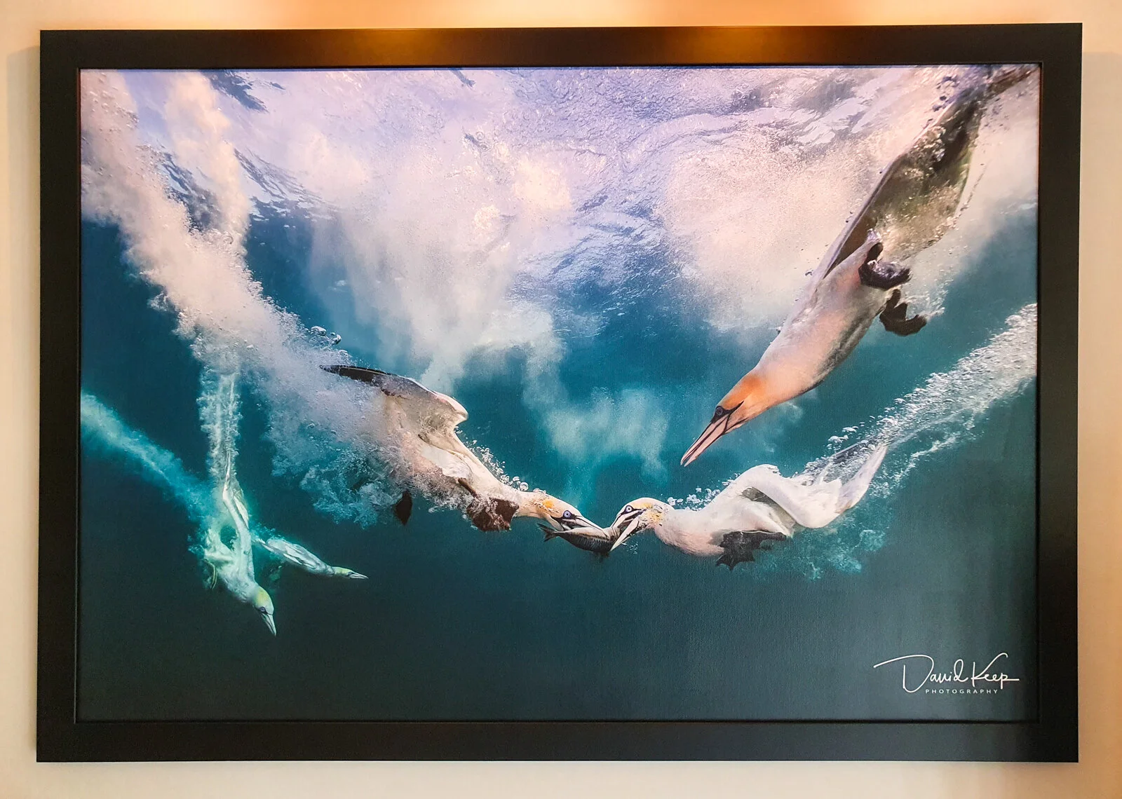 A1+ print (frame not included in the price, logo optional)