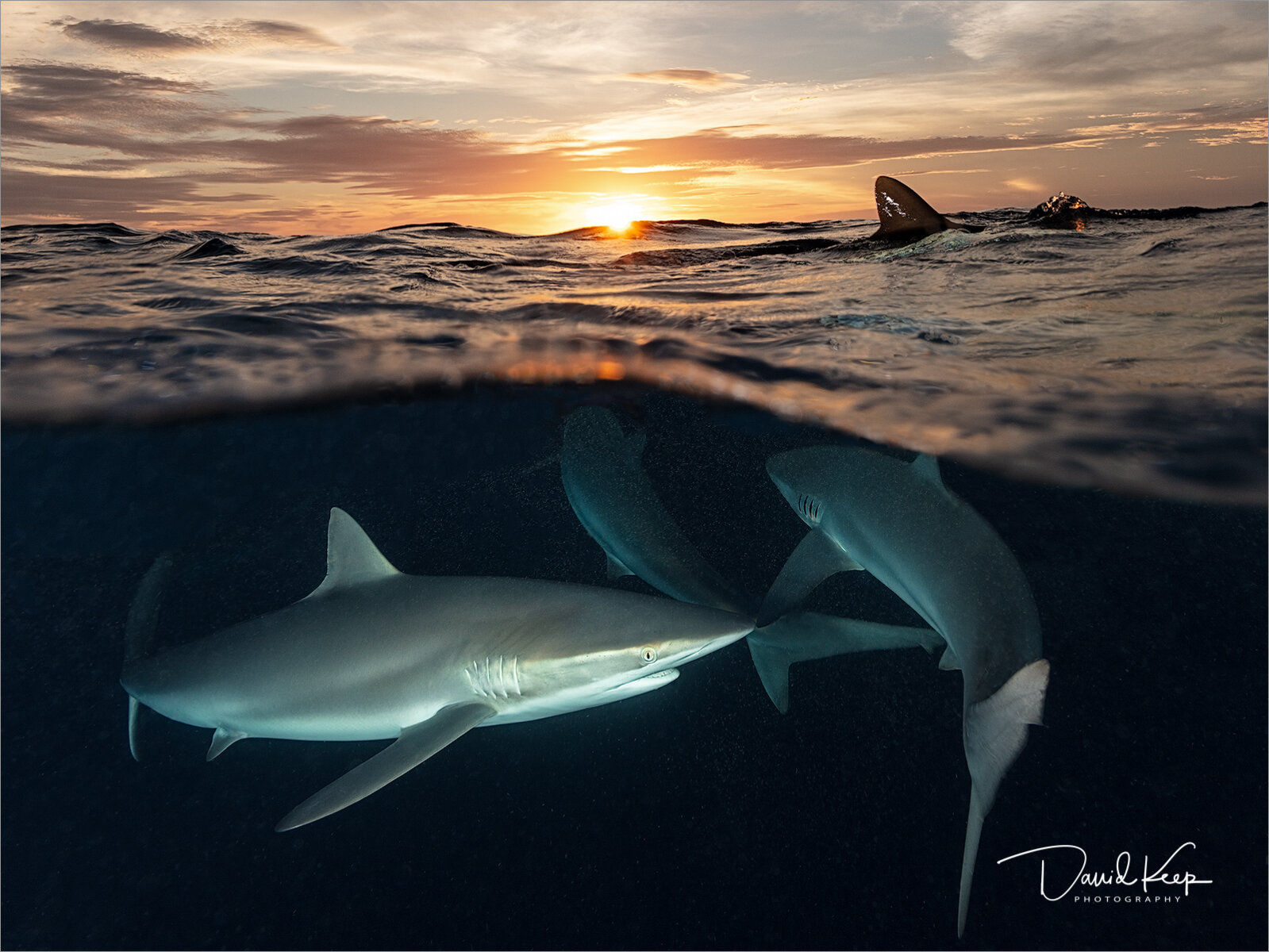 Sharks at Sunset