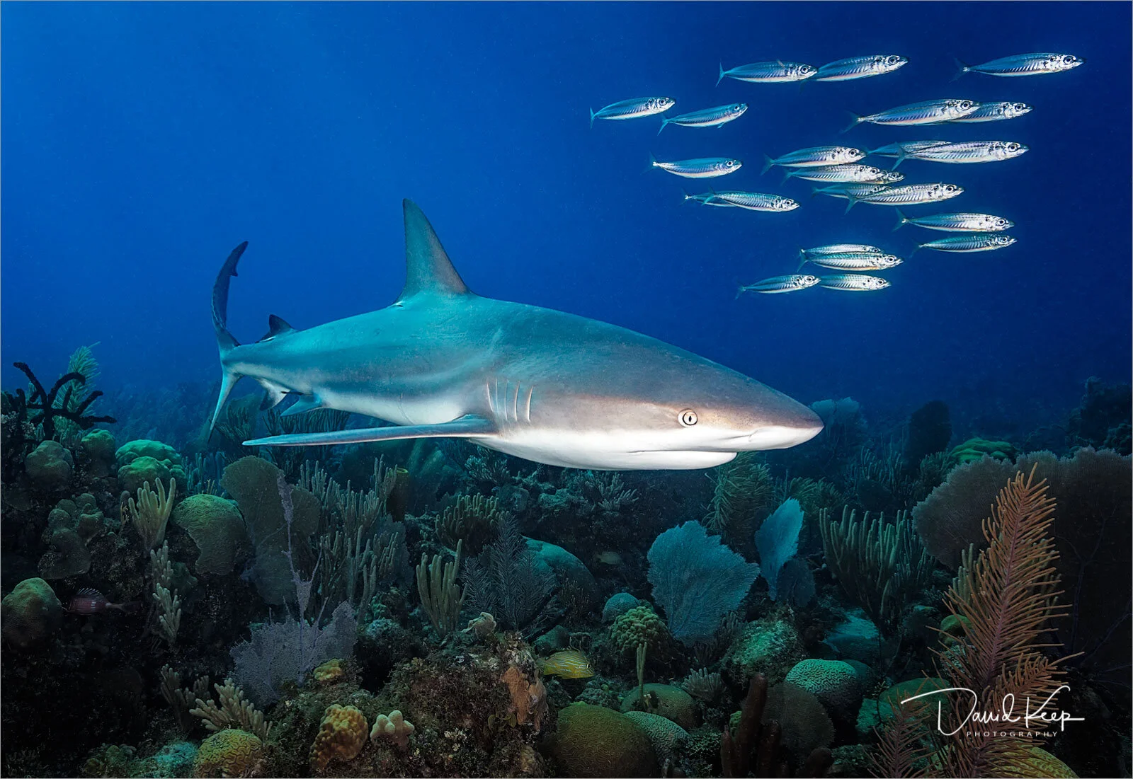 Caribbean Reef Shark