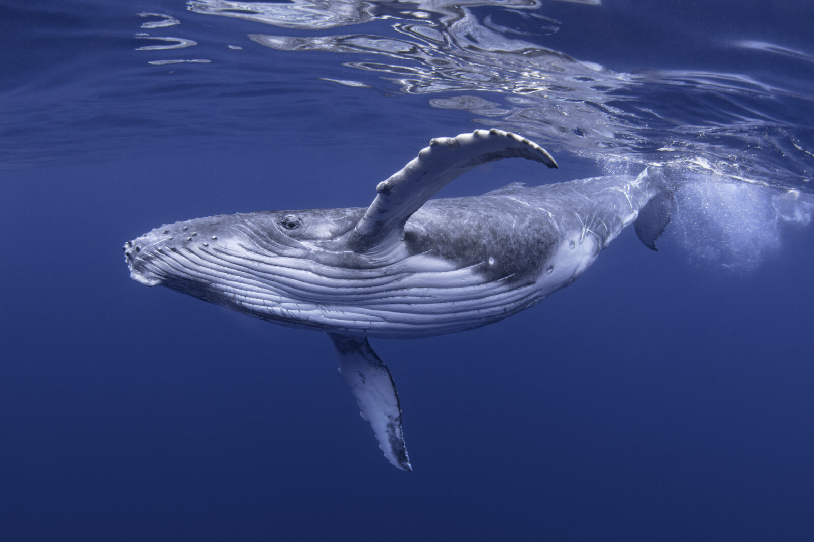 Underwater Whale Photography