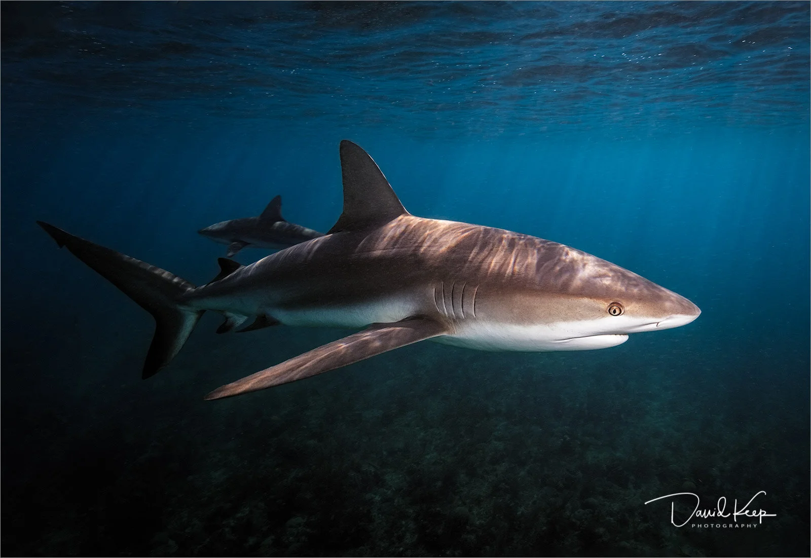 Shark at the Surface