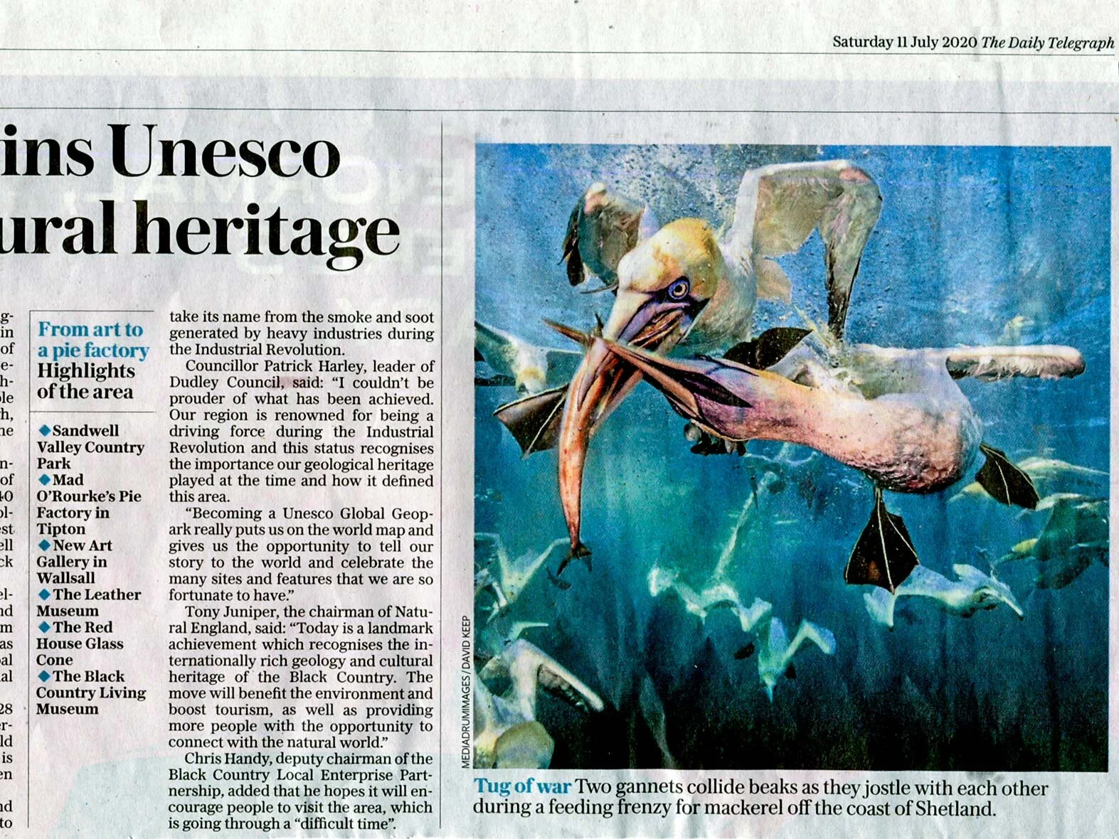 Daily Telegraph - Diving Gannets #3