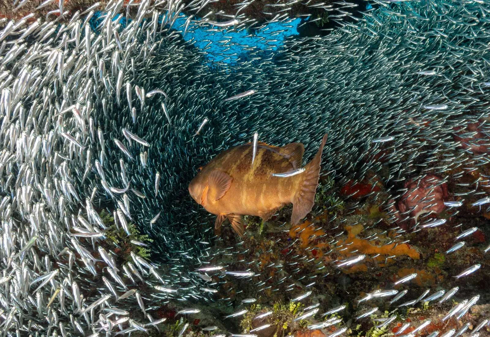 Silversides and Grouper.jpg