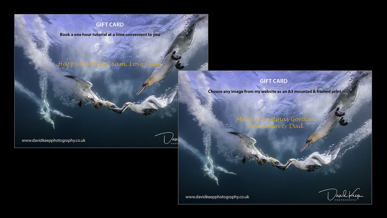 Collage for Web Page.jpg