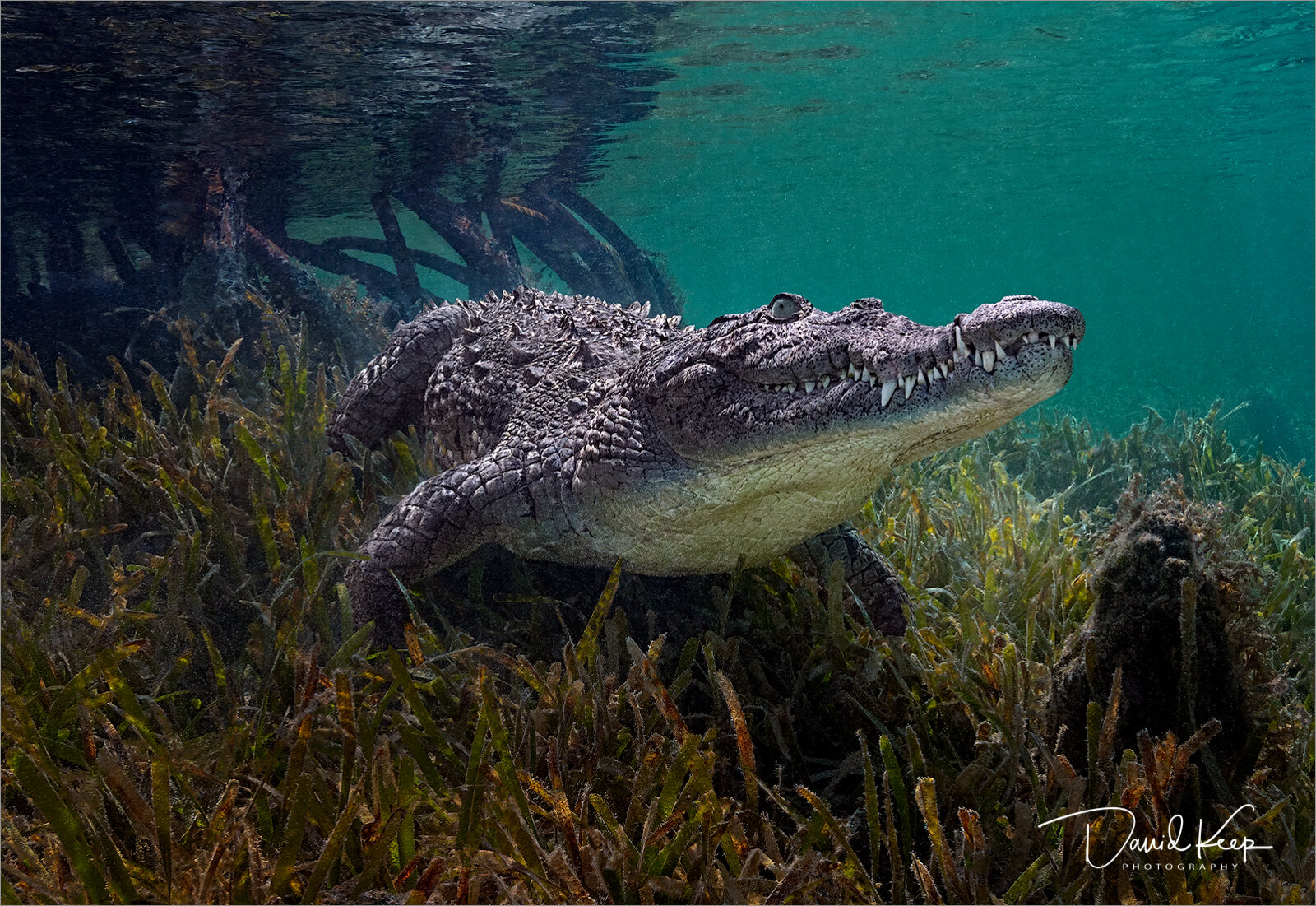 Cuban Crocodile