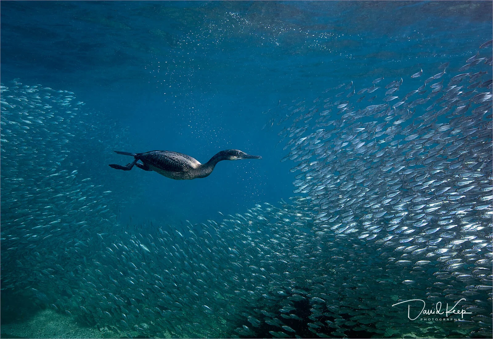 Cormorant Hunting in Sardine Shoal