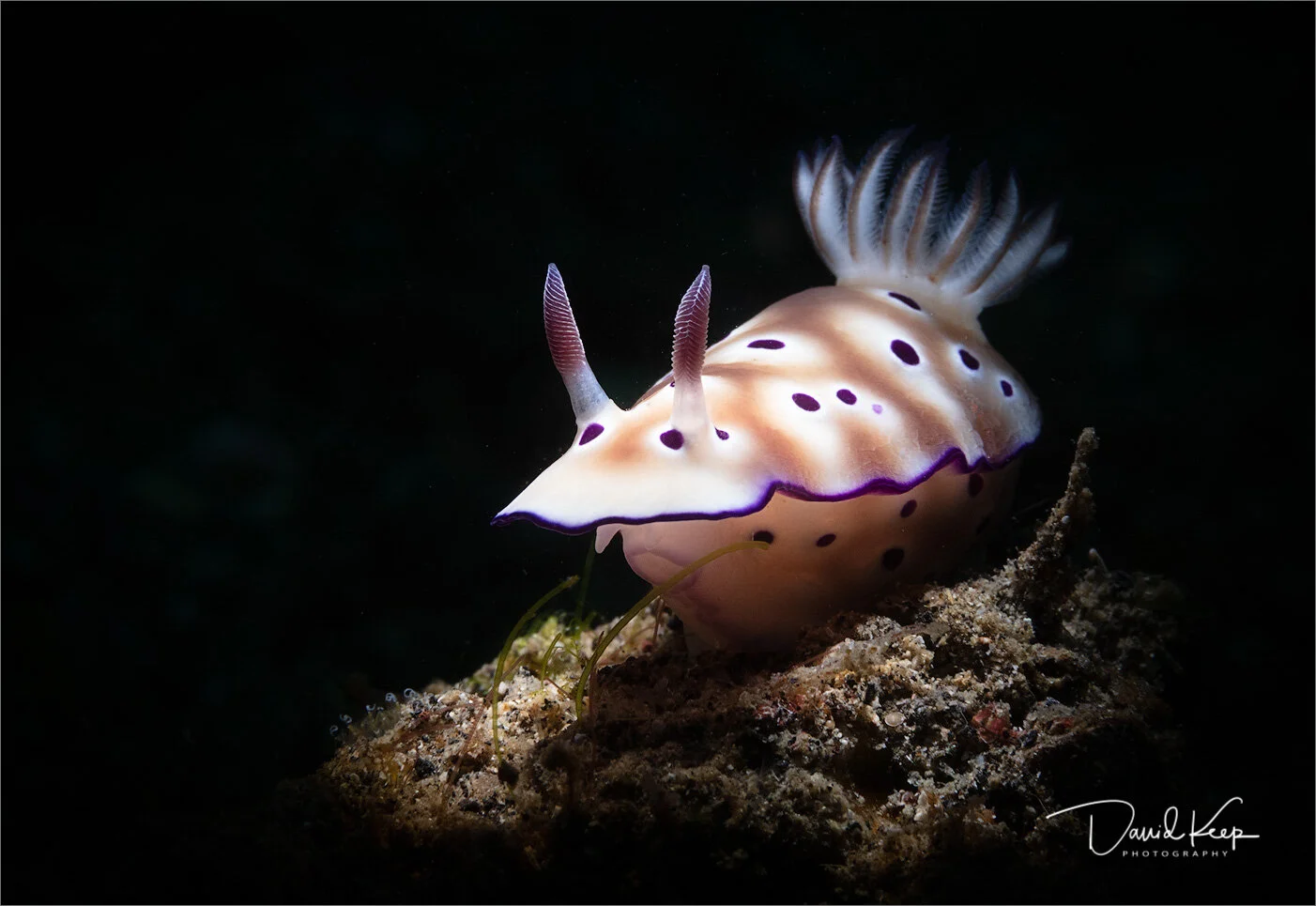 Although there is no background in this shot I think the spotlight effect suits this gorgeous nudibranch