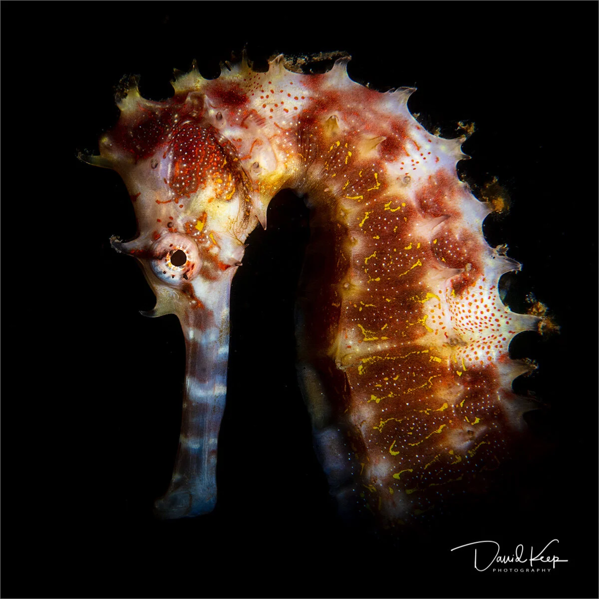 I fired the light down from above this Common Seahorse. It’s important to try different lighting angles (&amp; strengths) to get the most dramatic effect.