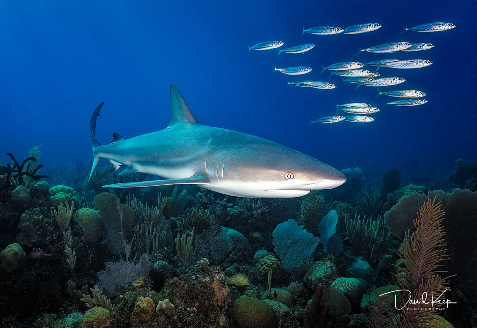 The underwater scene is often beautiful - show it to your viewer