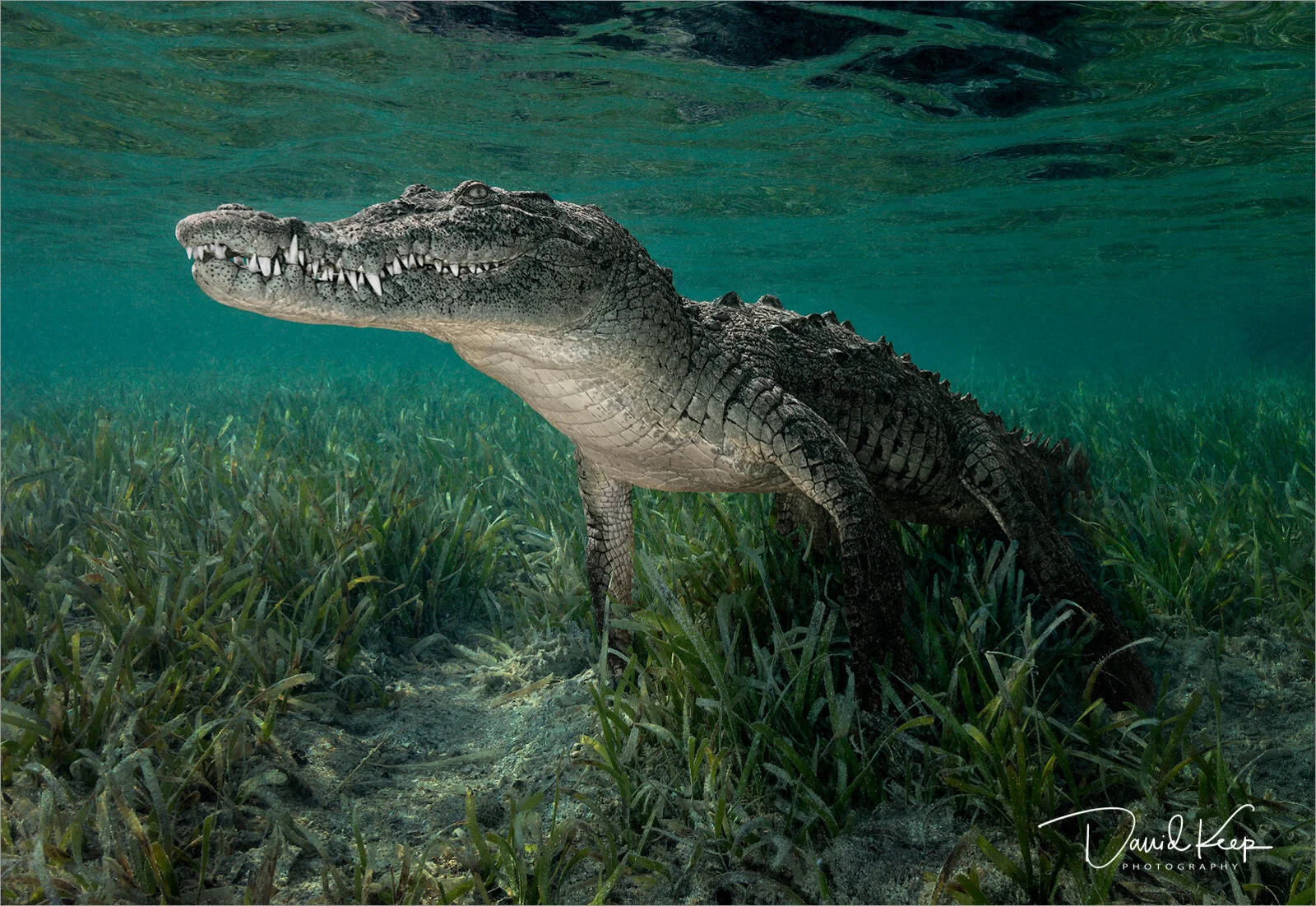 Cuban Crocodile