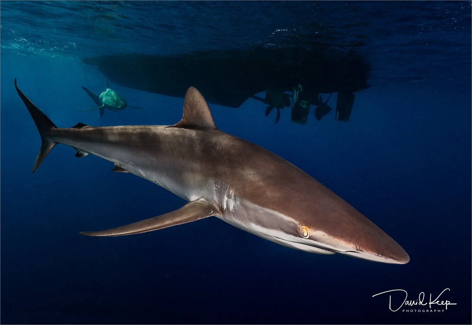 Surface Sharks.