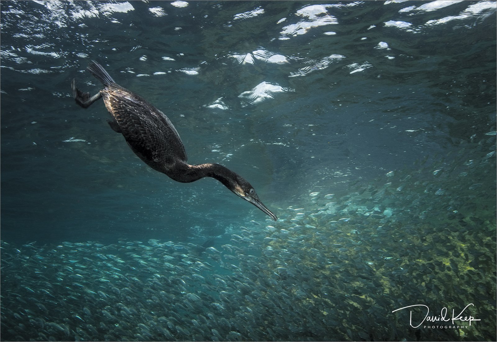 Cormorant Hunting in Sardine Shoal