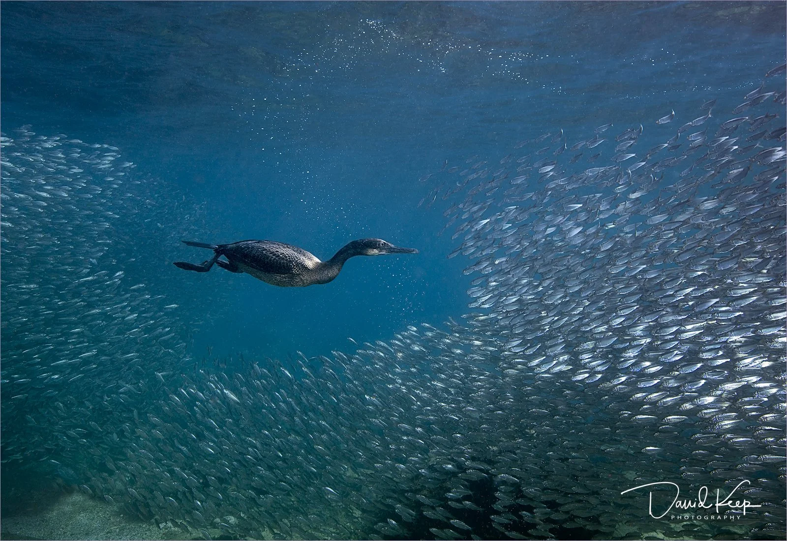 Cormorant Hunting in Sardine Shoal