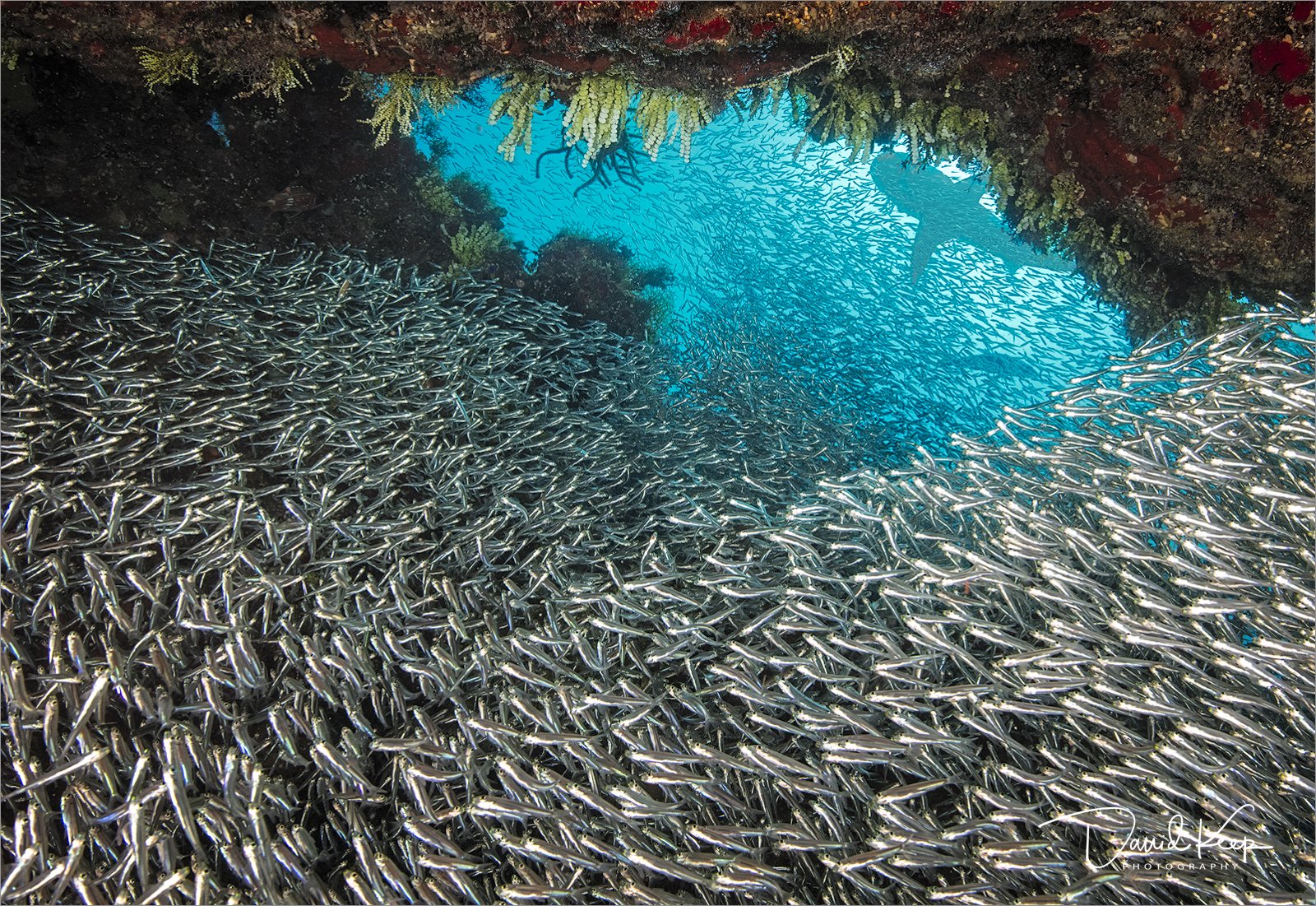 Silverside Shoal with Caribbean Reef Shark above
