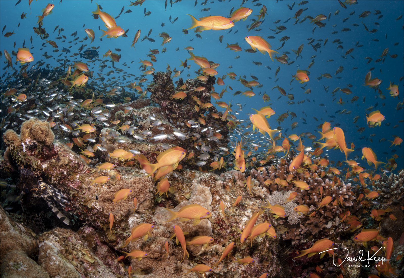 Anthias over Hard Coral