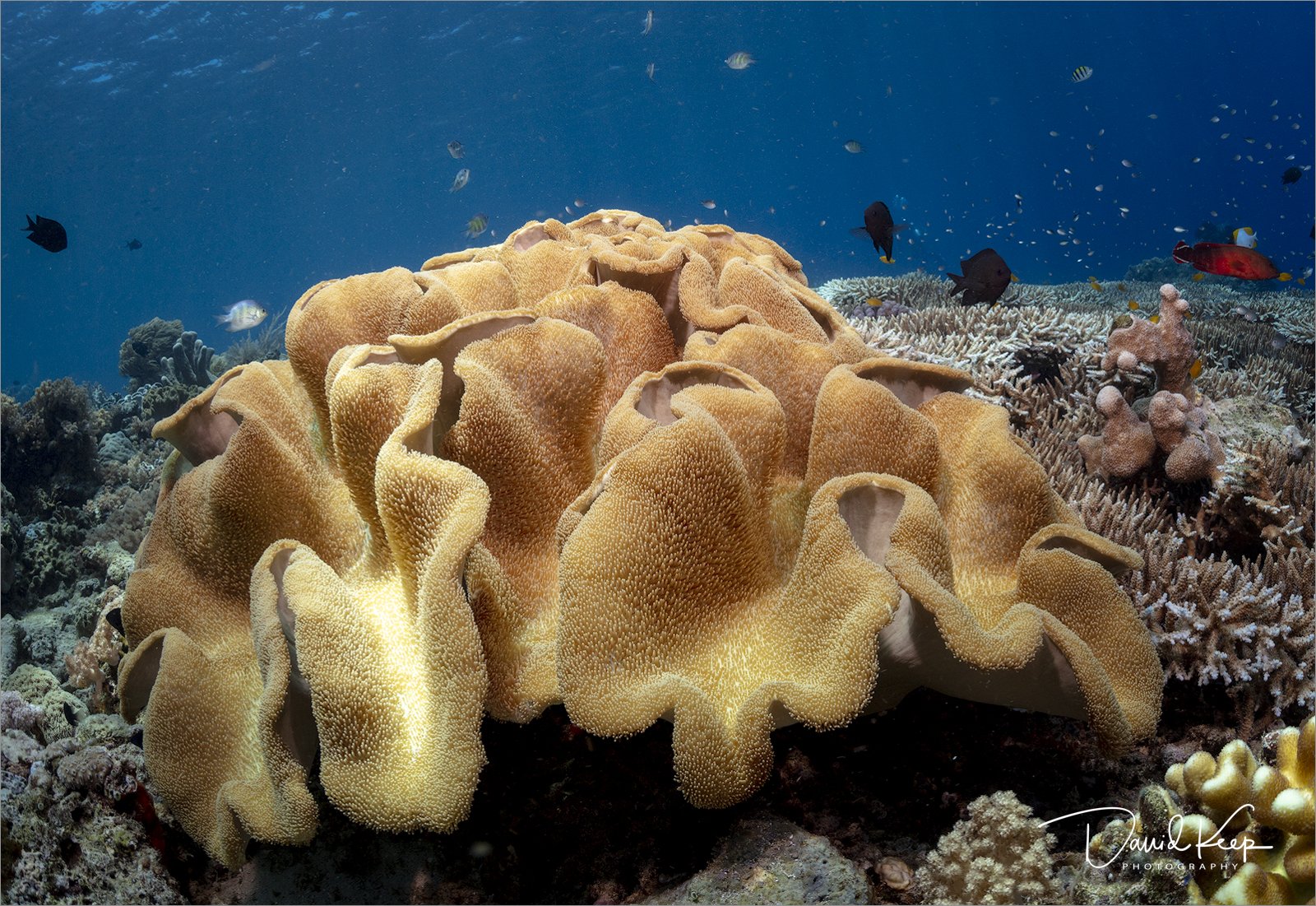 Mushroom Leather Coral