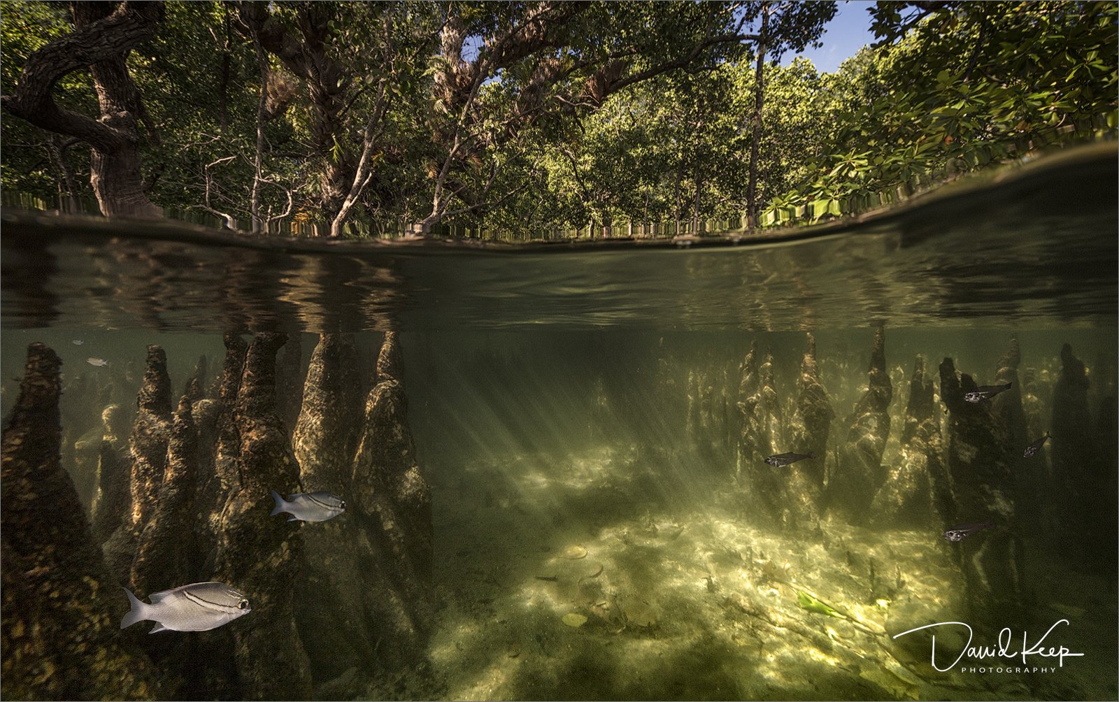 Mangrove Swamp