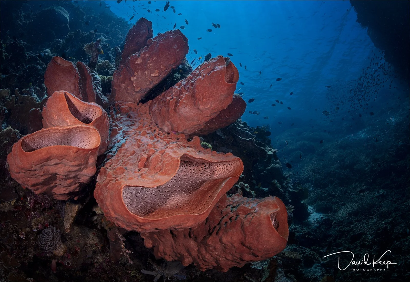 Giant Barrel Sponge