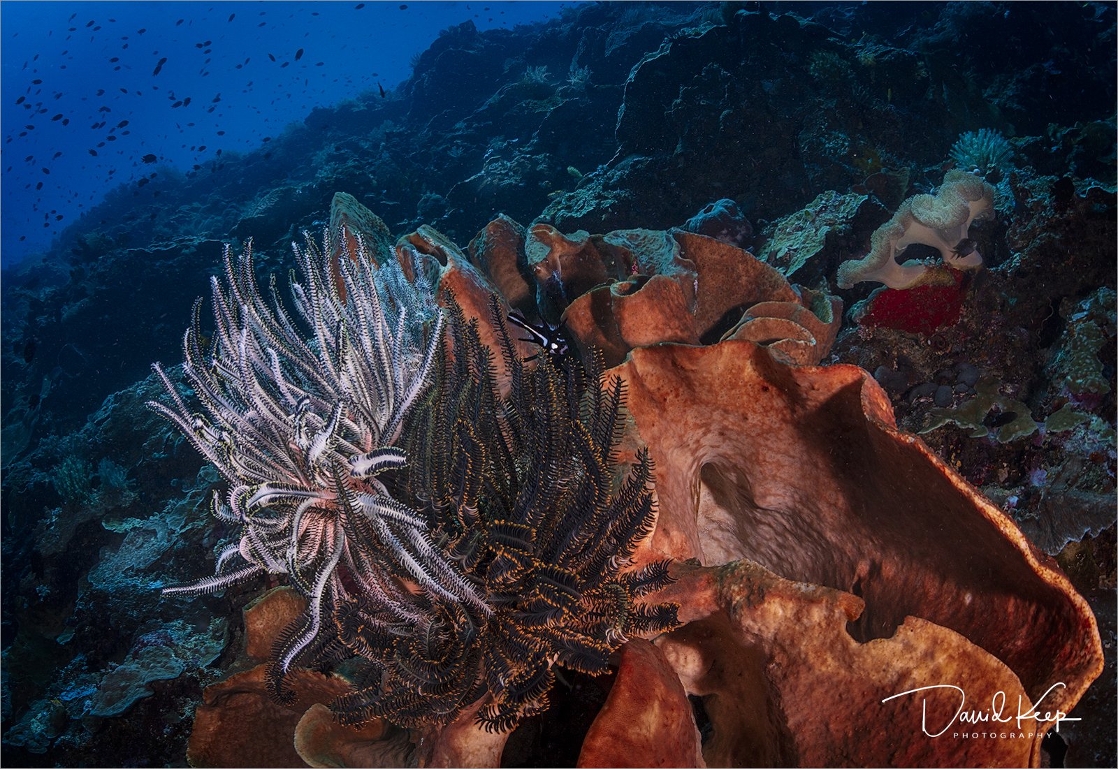 Vase Sponge and Feather Stars